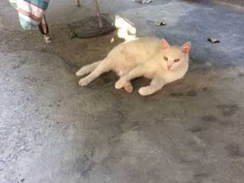 Клуб фелинологов-любителей  - IMG_0934.JPG