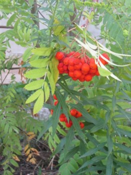 Садово-огородные дела. - рябина.jpg