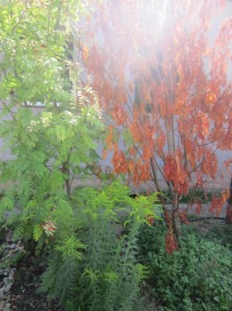 Садово-огородные дела. - деревья.jpg