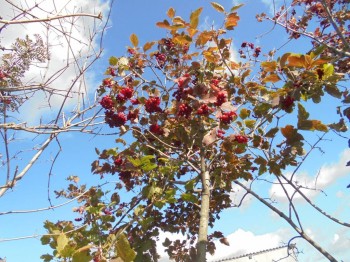 Садово-огородные дела. - DSC04041.JPG