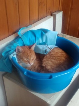 Клуб фелинологов-любителей  - IMG_20170918_141205.jpg