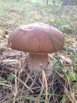 Лесная сказка  - image.jpg