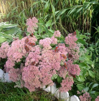 Бабочки и другие букашки  - image.jpg