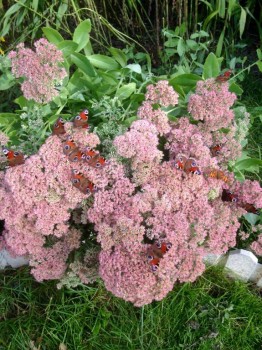 Бабочки и другие букашки  - image.jpg