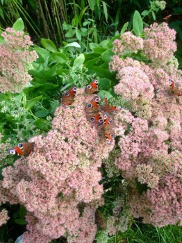 Бабочки и другие букашки  - image.jpg