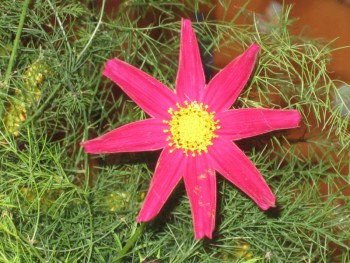 Декоративные садовые растения. - цв.jpg