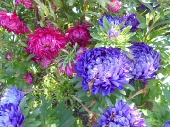 Декоративные садовые растения. - DSC04037.JPG