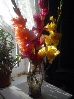 Декоративные садовые растения. - image.jpg