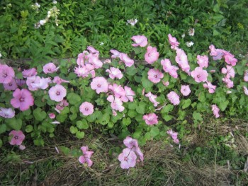 Декоративные садовые растения. - л.jpg