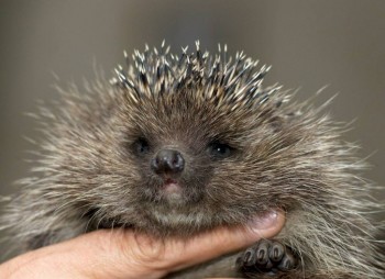 Всё о ежиках - еж.jpg