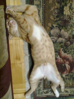 Кого из животных вы содержите? Фото приветствуется. - Фото3279.jpg