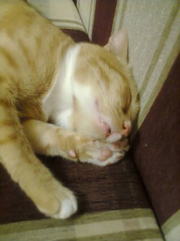 Кого из животных вы содержите? Фото приветствуется. - Фото3042.jpg