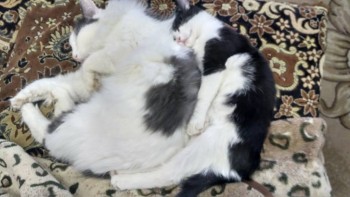 Кого из животных вы содержите? Фото приветствуется. - IMG_20171010_180629_HDR.jpg