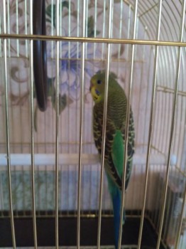 Попугайчики и все о них... - IMG_20171022_143727.jpg