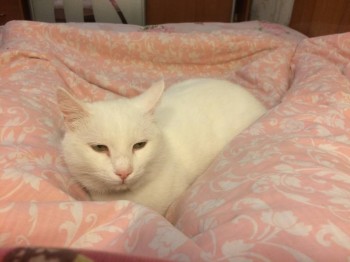 Кого из животных вы содержите? Фото приветствуется. - IMG_1276.JPG