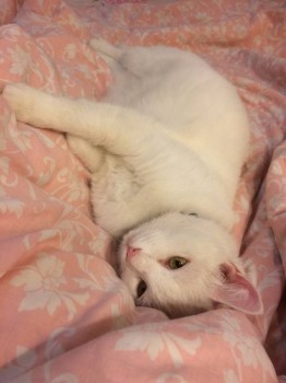 Кого из животных вы содержите? Фото приветствуется. - image.jpg