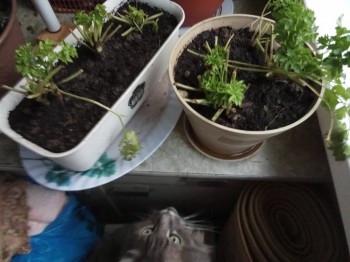 Кого из животных вы содержите? Фото приветствуется. - IMG_2017-10-28_171651.jpg