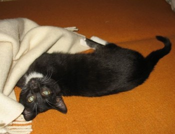 Кого из животных вы содержите? Фото приветствуется. - 444.jpg