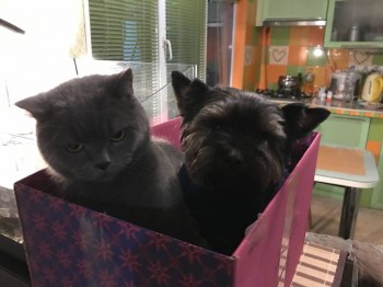 Кого из животных вы содержите? Фото приветствуется. - IMG_1290.JPG