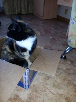 Кого из животных вы содержите? Фото приветствуется. - IMG_20170112_095851.jpg