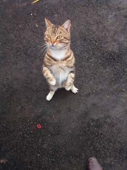 Кого из животных вы содержите? Фото приветствуется. - IMG_20171205_155216.jpg