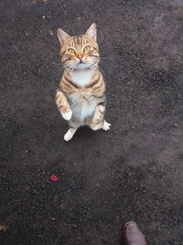 с этим товарищем познакомилась возле почты.Если бы своих было поменьше, точно взяла бы в дом,но у нас двое в доме и трое на улице.)))