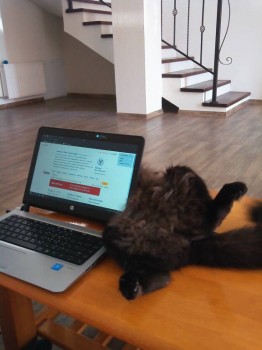 Никто не обращает внимания на кисю)))