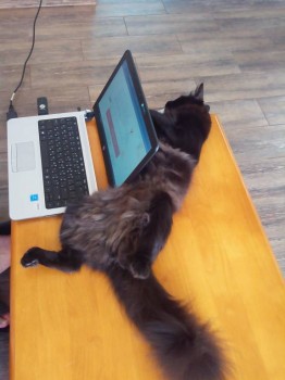 Кого из животных вы содержите? Фото приветствуется. - IMG_20170725_123048.jpg