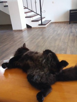 Папиному любимке можно даже на столе лежать