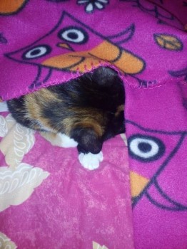 Кого из животных вы содержите? Фото приветствуется. - IMG_20171218_220256.jpg