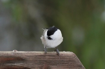 Птичий сад - image.jpg