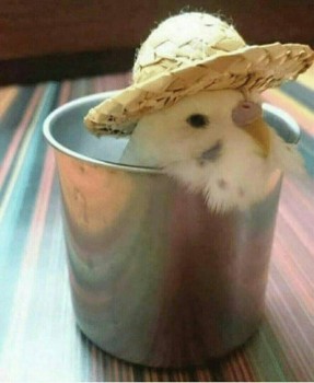 Попугайчики и все о них... - DK46mbcU-7w.jpg