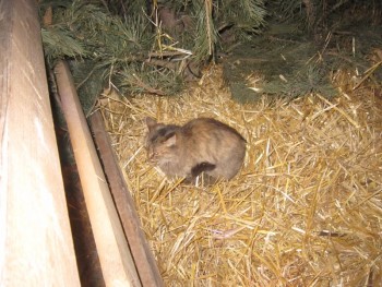 Что интересного у нас на приходе происходит? - кошка.jpg