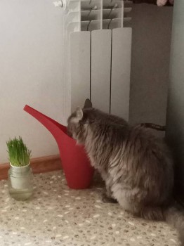 Кого из животных вы содержите? Фото приветствуется. - IMG_2018-01-21_122011.jpg