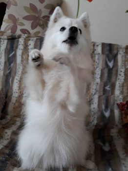 Кого из животных вы содержите? Фото приветствуется. - 20180125_122150.jpg