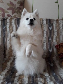 Кого из животных вы содержите? Фото приветствуется. - 20180125_122026.jpg