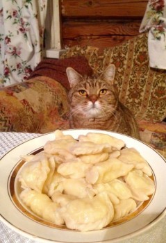 Кого из животных вы содержите? Фото приветствуется. - image.jpg