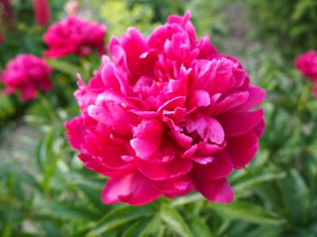 А какие Вы любите цветы? - P1010923.JPG