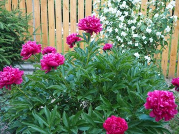 А какие Вы любите цветы? - P1011043.JPG