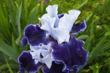 А какие Вы любите цветы? - 010114_65.JPG