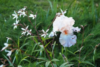 гилления + ирис