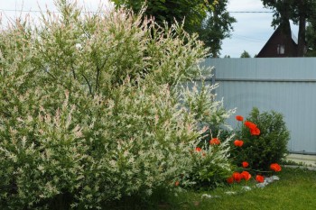 Ива, мак и другие..