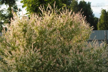 Сочетание цветов и растений в саду, делимся опытом  - 010114_199_01.JPG