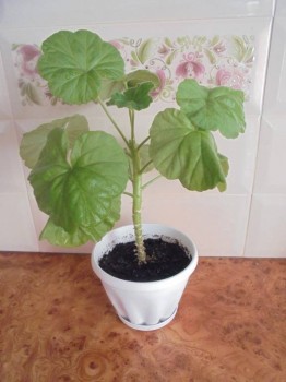 Мои комнатные растения. - DSC04175.JPG