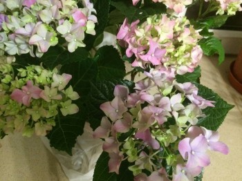 А какие Вы любите цветы? - IMG_1668.JPG