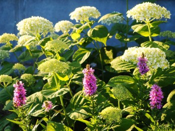 Сочетание цветов и растений в саду, делимся опытом  - P6282968.JPG