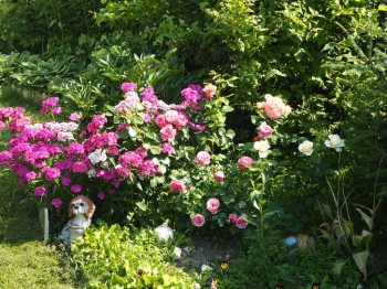 Сочетание цветов и растений в саду, делимся опытом  - P6272894.JPG