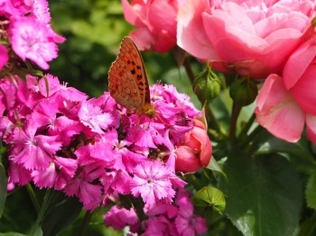 Сочетание цветов и растений в саду, делимся опытом  - P6282948.JPG