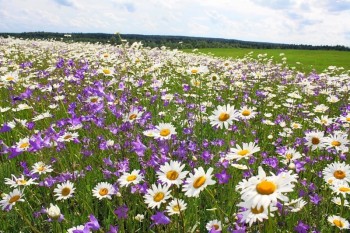 А какие Вы любите цветы? - 9.jpg