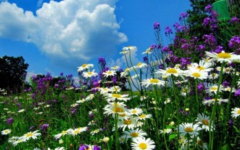 А какие Вы любите цветы? - 10.jpg